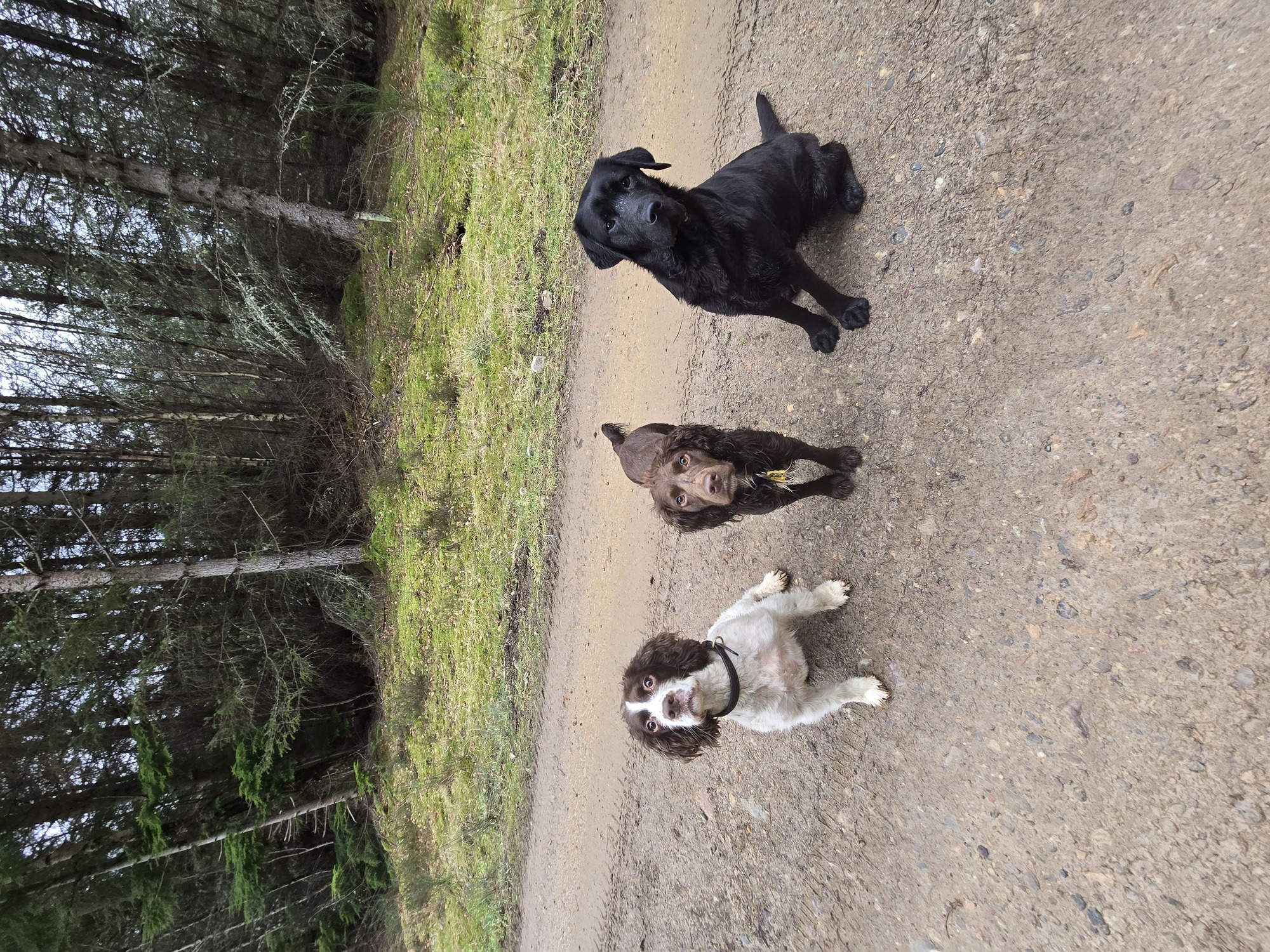 Three dogs out on a group walk through the Moray woodland