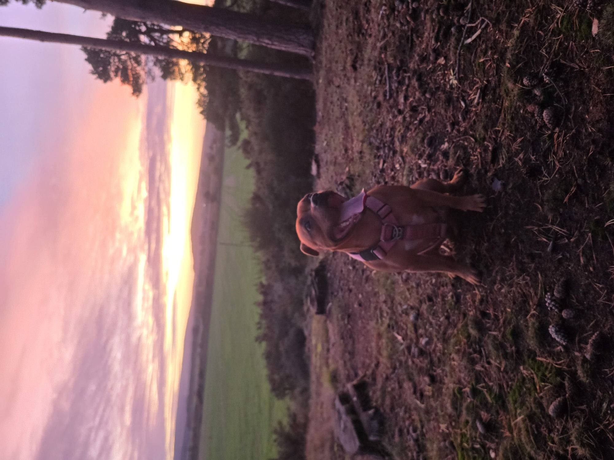 Dog enjoying a sunset walk in the Moray countryside
