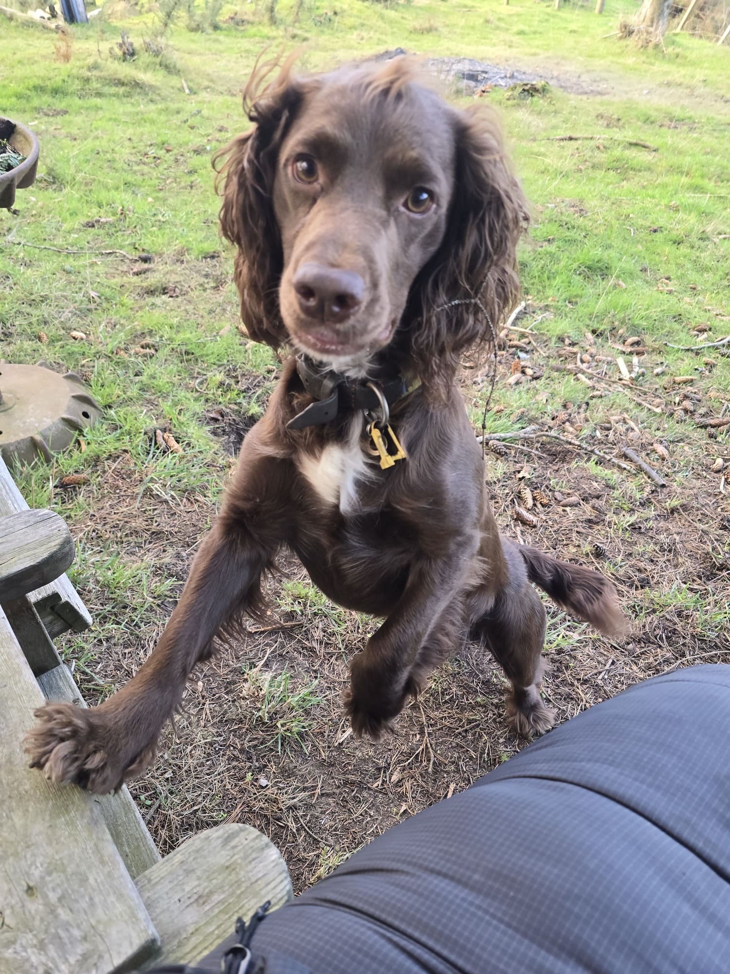 Close-up of a happy spaniel out on a walk