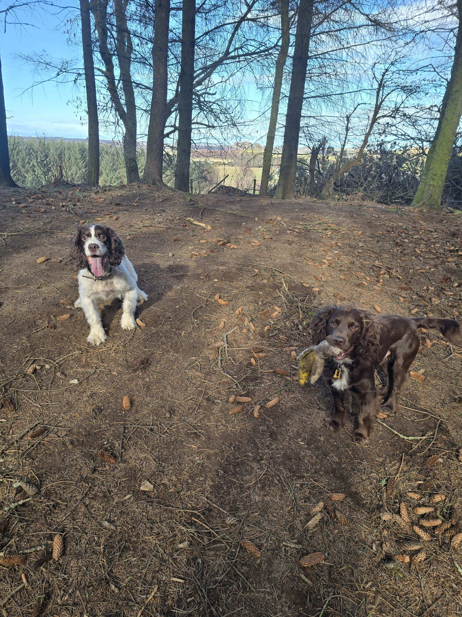 Two dogs enjoying a walk in the Moray woodland